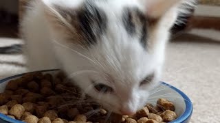 New Kittens!