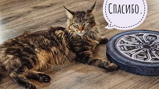 Распаковка маленькой тыквы и двух посылок от подписчиков. Кошка Морошка помогала морально