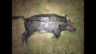 Thermal vs night vision hog hunt