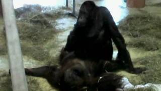 Orangutan Style Sex @ Zoo
