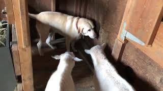 SO FUNNY!!  Dog vs baby twin girl goats.
