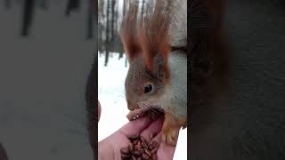 Белка с большими ушами / Squirrel with big ears