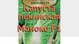 Капуста пекинская Капуста пекинская Маноко F1 ? обзор: как сажать, семена капусты