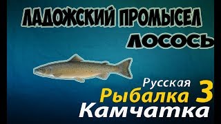 Русская Рыбалка 3.99 —Ладожский промысел (Лосось)