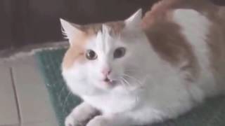 Кот Убийца , кот напал на хозяина :)