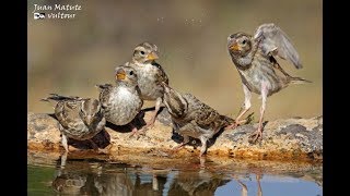 Bebedero pájaros - birds bathing