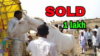 Malegaon horse baby sold at 1 lakh