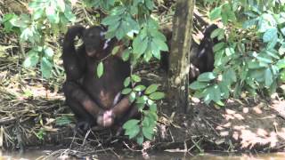 Lola Ya Bonobo