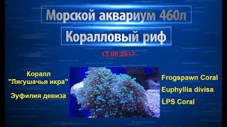 Морской риф 460л | Frogspawn LPS Coral | Euphyllia divisa | Эуфилия девиза