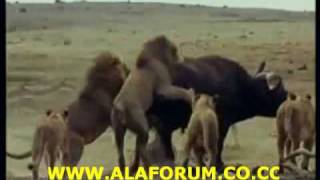 Lions Hunt Buffalow (Lion and buffalow)
