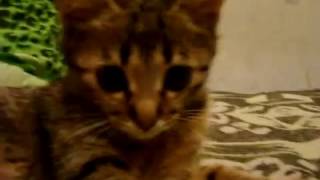 Кошка играет. Cat playing
