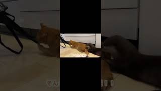 猫のお尻に入ろうとするカワウソ otter trying to get into a cat's buttocks #shorts