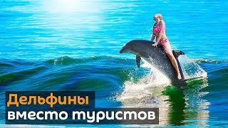 Пару дельфинов заметили в Гранд-канале в Венеции