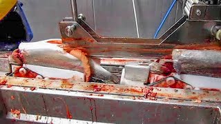 Incredible giant fish processing line technology, fish catching & big tuna cutting skill