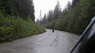 クマとの遭遇！