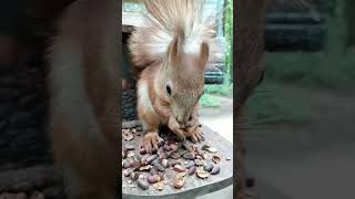 Погладил бельчонка Ушастика / Stroked the baby Ushastik