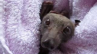Miss Lucy the Little Red flying-fox