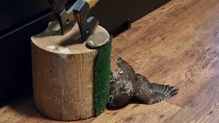 Лучик, тебе нормально? Зачем сова кусает пень?!