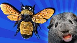 KIDNAPPED BY BEES!!!