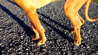 Paralyzed puppy walking again