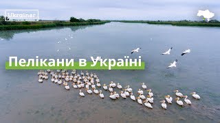 Україна має найбільшу колонію пеліканів · Ukraïner
