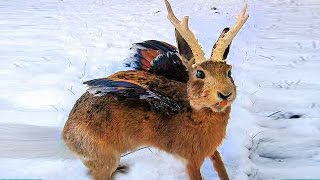 9 Famous European CRYPTIDS Explained