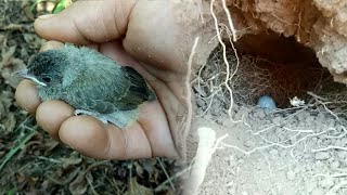 Đi Tìm Tổ Chim . Thấy ổ Chòe Đất