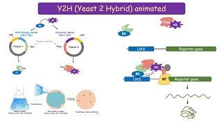 Yeast 2 Hybrid (Y2H) system: protein protein interaction technique