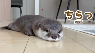 カワウソさくら 部屋のど真ん中でぽつんと寝始めるカワウソがカワイソウ Otter sleeping in the middle of the room