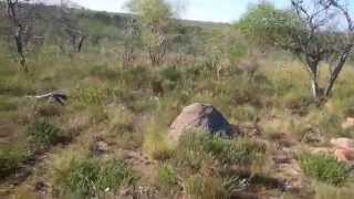 Airrifle  Hunting , In The Bush With Dozy