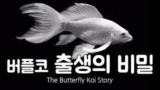 넌 어느별에서 왔니? 버터플라이 코이 출생의 비밀 The Butterfly Koi Story