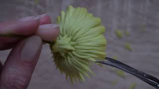 Чашелистик герберы/ Gerbera sepals
