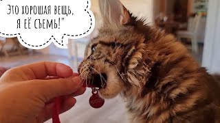 Обновки для совы Ёлки и кошки Морошки. Красивое и полезное надевают!
