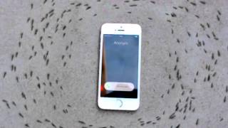 iPhone загадочно влияет на муравьев: то, что делают насекомые во время звонка, заставляет задуматься