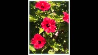 Lange ：Blumenlied　(Flower Song) Op.39　”おとなの”花の歌