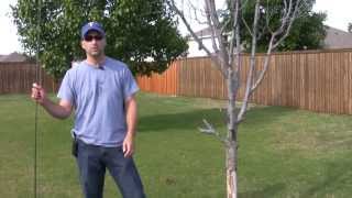 How to Fish for Crappie in Trees
