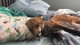 Fox Steals His Human's Bed