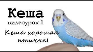 ? Учим попугая Кеша говорить. Видеоурок 1: "Кеша хорошая птичка"