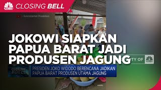 Presiden Jokowi Berencana Jadikan Papua Barat Produsen Utama Jagung