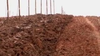 Ceviz Yetiştiricilği - Cevizde Toprak Hazırlığı, Bahçe Düzeni ve Sırta Dikim 5. Bölüm