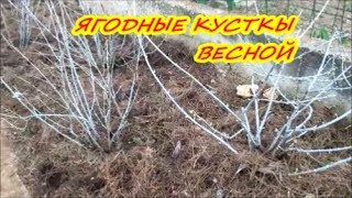 ЧЕМ ПОДКОРМИТЬ ЯГОДНЫЕ КУСТЫ ВЕСНОЙ / МУЛЬЧА ВЕСНОЙ / МУЛЬЧА ДЛЯ КУСТОВ / ОРГАНИЧЕСКОЕ ЗЕМЛЕДЕЛИЕ