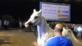 بطل ابطال الميادين البطل شيخ البدو ابن الفحل فانتوم اونيل والام لؤلؤة الصباح