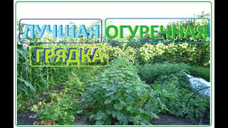 ОГУРЕЧНЫЕ грядки, лучший способ выращивания огурцов в открытом грунте