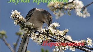 Звуки природы ♪ Голоса птиц для детей ♪ Пересмешник