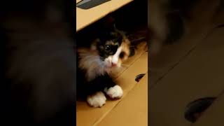 киска малышка играет Мура в коробке. трехцветная. редкий зверек