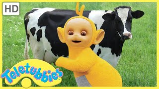 ★ Teletubbies English Episodes ★ Milking Cows ★ Full Episode - HD (S06E136)
