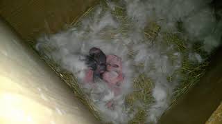 Сегодня родились крольчата. Очень маленькие. Today were born baby rabbits.