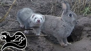 Little Bolter - Sunrise Ferreting 10
