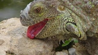 The Evolutionary Benefits Of Oral Sex