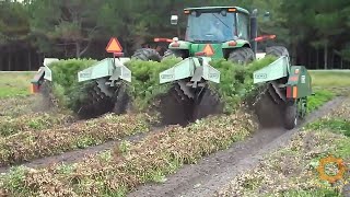 Как выращивают арахис в Америке